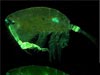 The pontellid copepod Pontella securifer. Various parts glow fluorescent green when viewed under blue light.