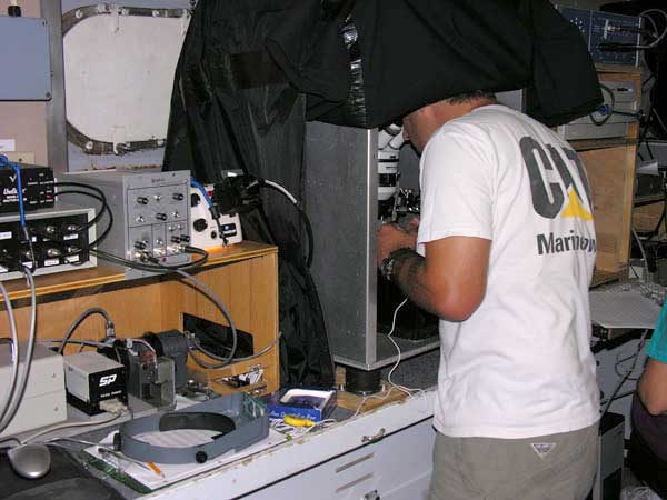 A copepod being prepared for an electrophysiological experiment