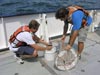 Mikhail Matz and Jon Cohen release the collection bottle from the base of the plankton net after the tow.