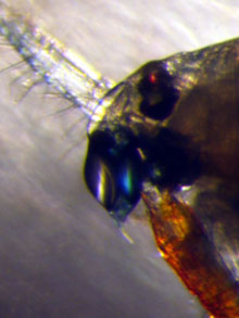 Profile of the head of the pontellid copepod Pontella securifer Profile of the head of the pontellid copepod Pontella securifer