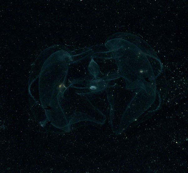 The lobate ctenophore Ocyropsis maculata