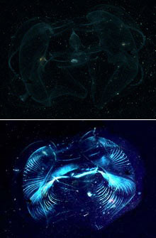 The lobate ctenophore Ocyropsis maculata as viewed under
 unpolarized light (top) and polarized light (bottom).