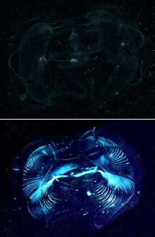 The lobate ctenophore Ocyropsis maculata as viewed under
unpolarized light (top) and polarized light (bottom). The lobate ctenophore Ocyropsis maculata as viewed under
unpolarized light (top) and polarized light (bottom).