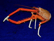 Galatheid crab with a single visual pigment, tentatively identified as Eumunida picta. Galatheid crab with a single visual pigment, tentatively identified as Eumunida picta.