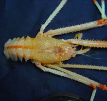 Galatheid crab with UV sensitivity. Tentatively identified as Gastroptychus sp. Galatheid crab with UV sensitivity. Tentatively identified as Gastroptychus sp.