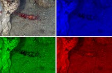 Deep-sea shrimp. Upper left hand panel shows full color image. The other three panels show how the shrimp appears under blue, green, and red light. Deep-sea shrimp. Upper left hand panel shows full color image. The other three panels show how the shrimp appears under blue, green, and red light.