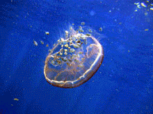 A flotilla of fish follow a transparent drifting jellyfish, Aurelia aurita. A flotilla of fish follow a transparent drifting jellyfish, Aurelia aurita.
