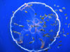A flotilla of fish follow a transparent drifting jellyfish, Aurelia aurita.