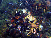 Enormous numbers of crabs were seen in the Mussel Ridge vent area.