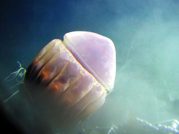 A basketball-sized jellyfish passes directly in front of the viewport on the Pisces V submarine! 