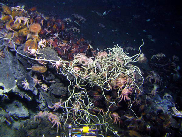 Spaghetti-like tubeworms happily living amongst mussels, anemones, a vent fish, and hungry crabs.