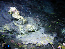 Sulfur (yellow) is associated with many of the vent sites at Mussel Ridge. 