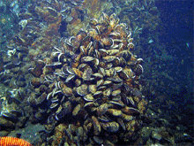 View the slide show of some of the diverse biological fauna and marine life that the Macauley cone hydrothermal system supports.