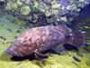 This huge grouper, over 1 meter (~3.5 feet) in length, was a constant companion of Pisces V.