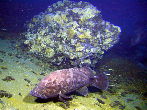 A huge grouper was a constant companion of Pisces V as it traversed the summit of Giggenbach volcano.