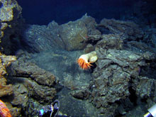 An anemone on relatively young lava flows at Volcano W.
