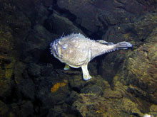 An angler fish lies in wait on young lava flows from Volcano W.