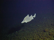 A deepsea shark called a prickly dogfish swims by Pisces V at Rumble V volcano.