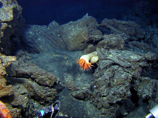 An anemone on relatively young lava flows at Volcano W.
