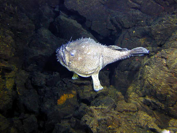 An angler fish lies in wait on young lava flows from Volcano W.