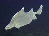 A deepsea shark called a prickly dogfish swims by Pisces V at Rumble V volcano.