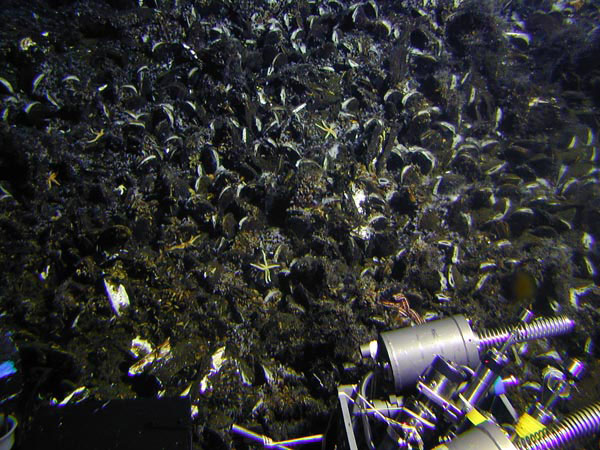 Mussels dominate the hydrothermal biological community at Rumble V volcano.