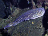 A fish called an armourhead stargazer rests on the seafloor at Rumble V volcano.