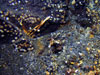  Tubeworms grow at the base of a rock outcrop that is covered with bivalves at Volcano W.