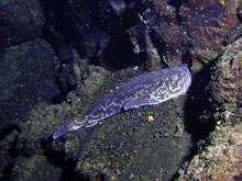 A fish called an armourhead stargazer rests on the seafloor at Rumble V volcano.