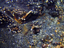 Tubeworms grow at the base of a rock outcrop that is covered with bivalves at Volcano W.