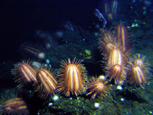 Deepsea urchins (reminiscent of cacti) grow on the lavas at Rumble V volcano.