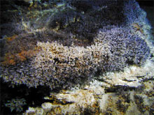 A colony of barnacles at a hydrothermal vent on Clark Volcano.