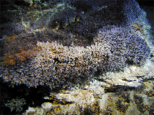 A colony of barnacles at a hydrothermal vent on Clark Volcano at 880 meters (2900 feet) depth.