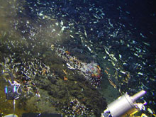 The chemosynthetic biological communities on the Kermadec Arc are dominated by mussels.