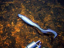 An unidentified fish, or eel, spotted on Pisces V dive P5-627.