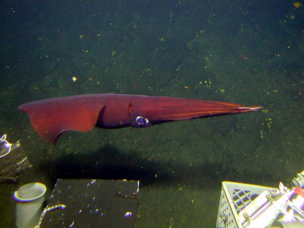  A squid swims by the Pisces V during dive P5-625.