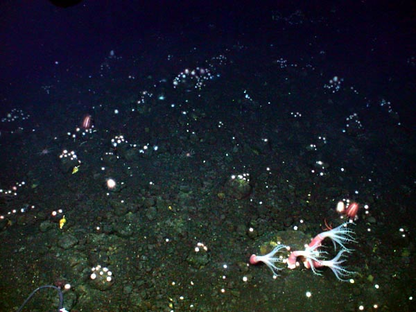 The darkness of the seabed, at over 500 metres (1640 feet) depth, was sprinkled with small, white, sea urchins.