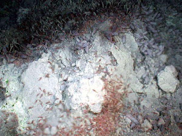 A species of pinkish vent shrimp has adapted to life in this extreme environment.