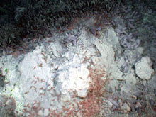 A species of pinkish vent shrimp has adapted to life in this extreme environment.
