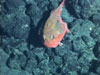 Diverse marine life found at relatively shallow depths on the Macauley cone.
