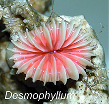 Desmophyllum