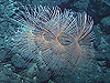 An Iridogorgia Octocoral attached to serpentinite crust near the Lost City field.