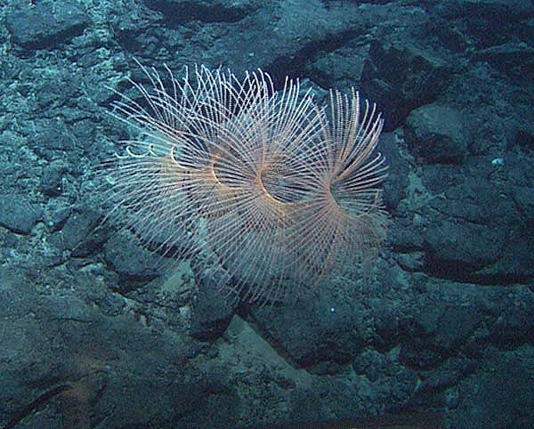 Spiral Coral