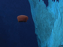 deep-sea jelly fish