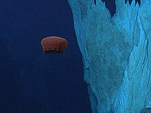 deep-sea jelly fish
