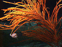 black coral