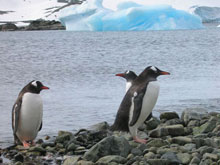 three Gentoo penguins