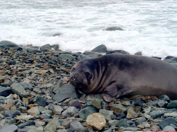 A femaie Southern elephant seal