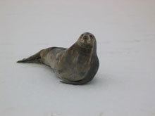 A large Weddell seal