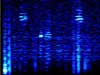 A spectrogram of marine mammal calls observed by a hand held hydrophone in Marion Cove.